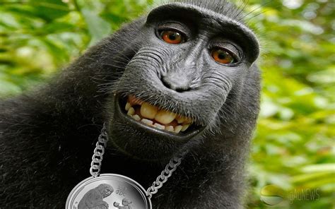 Funny Monkey NetBet